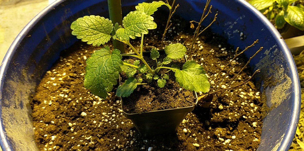 3 (6) LIVE 6 - 10" Seedlings Lemon Balm Herb Heirloom REPELS MOSQUITOS Melissa Officinalis