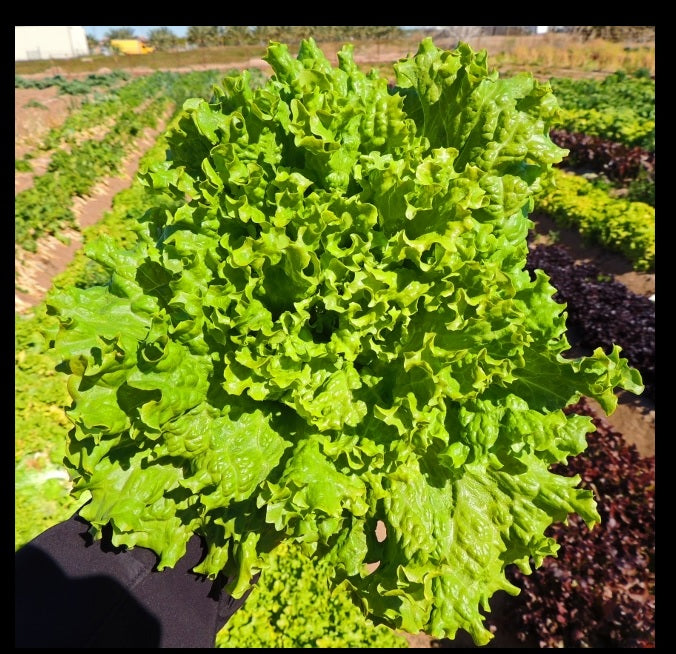 Lettuce 500 -5000 Seeds Grand Rapids Waldmann Green Loose Leaf old heirloom exceptionally Early! 28 days