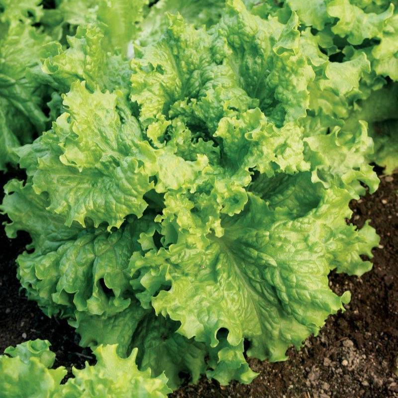 Lettuce 500 -5000 Seeds Grand Rapids Waldmann Green Loose Leaf old heirloom exceptionally Early! 28 days