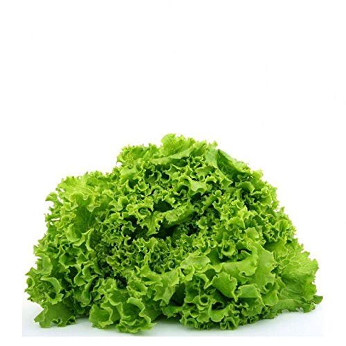 Green Ice Loose Leaf Lettuce 500 - 5000 Seeds crisp & savoyed leaves 50 days!