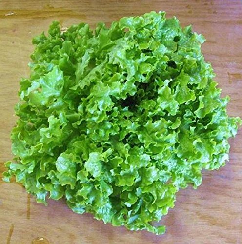 Green Ice Loose Leaf Lettuce 500 - 5000 Seeds crisp & savoyed leaves 50 days!
