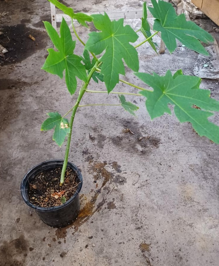 1 Live 17 – 22" inch Plant Maradol Meradol Papaya Caribbean Red Sunrise Big Fruit