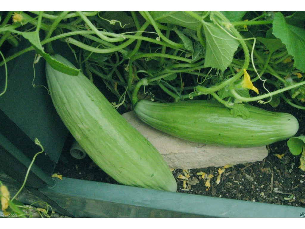Banana melon 20 - 100 seeds rare sweet Heirloom cantaloupe musk big Heirloom 24"