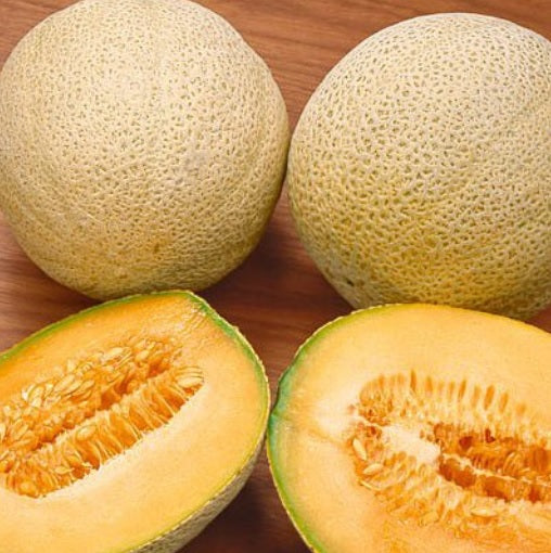 Hale's Best Jumbo Melon 25 Seeds Cantaloupe Classic Heirloom Muskmelon