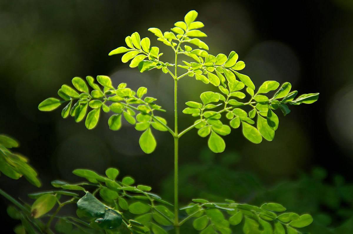 PRE ORDER 3 Live 7 - 12" inch Seedlings Moringa Oleifera Trees SUPERFOOD! Drumstick Health