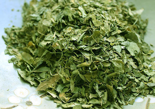 PRE ORDER 3 Live 7 - 12" inch Seedlings Moringa Oleifera Trees SUPERFOOD! Drumstick Health