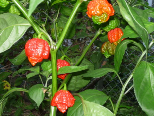 COMBO PACK: 20 Seeds Trinidads BUTCH T RED & YELLOW, MORUGA SCORPION Hot PEPPER