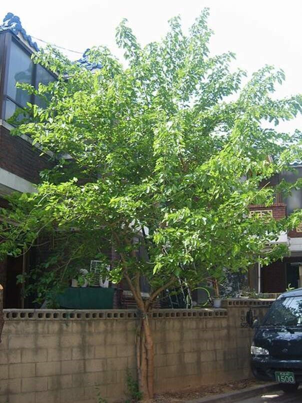White Mulberry Tree 25 - 100 - 400 Seeds (Morus Alba) Sweet Edible fruit शहतूत Non GMO