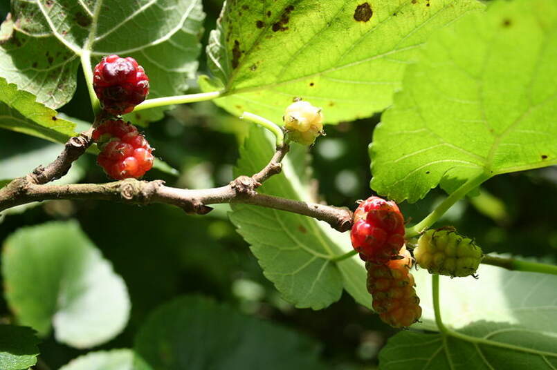 White Mulberry Tree 25 - 100 - 400 Seeds (Morus Alba) Sweet Edible fruit शहतूत Non GMO