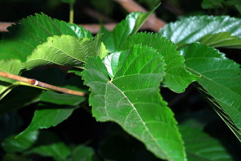 White Mulberry Tree 25 - 100 - 400 Seeds (Morus Alba) Sweet Edible fruit शहतूत Non GMO