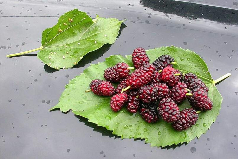 White Mulberry Tree 25 - 100 - 400 Seeds (Morus Alba) Sweet Edible fruit शहतूत Non GMO