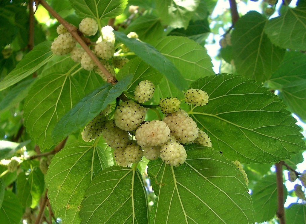 White Mulberry Tree 25 - 100 - 400 Seeds (Morus Alba) Sweet Edible fruit शहतूत Non GMO