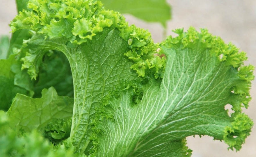 Green Wave Mustard 150 - 3000 Seeds Tender Cold Hardy Sharp & Spicy! Micro Greens!