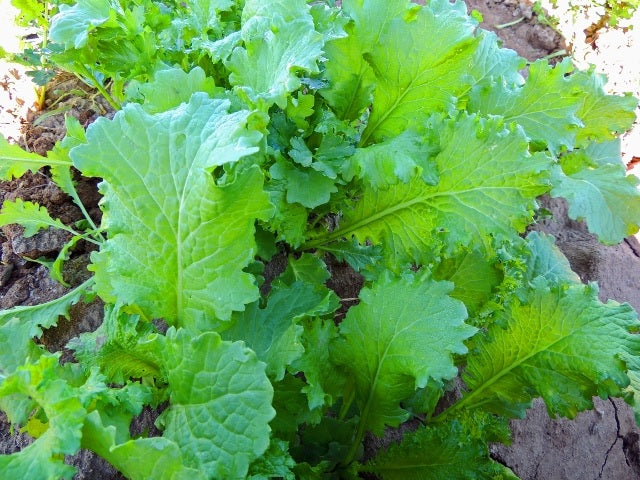 Green Wave Mustard 150 - 3000 Seeds Tender Cold Hardy Sharp & Spicy! Micro Greens!