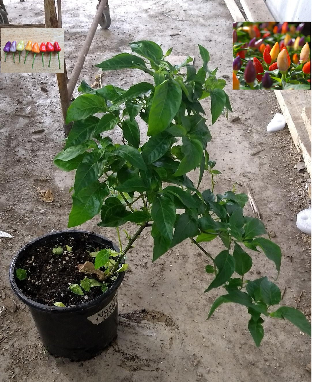 1 Live 16 – 20" inch Plant Numex Twilight hot chili pepper Colorful Ornamental rare heirloom