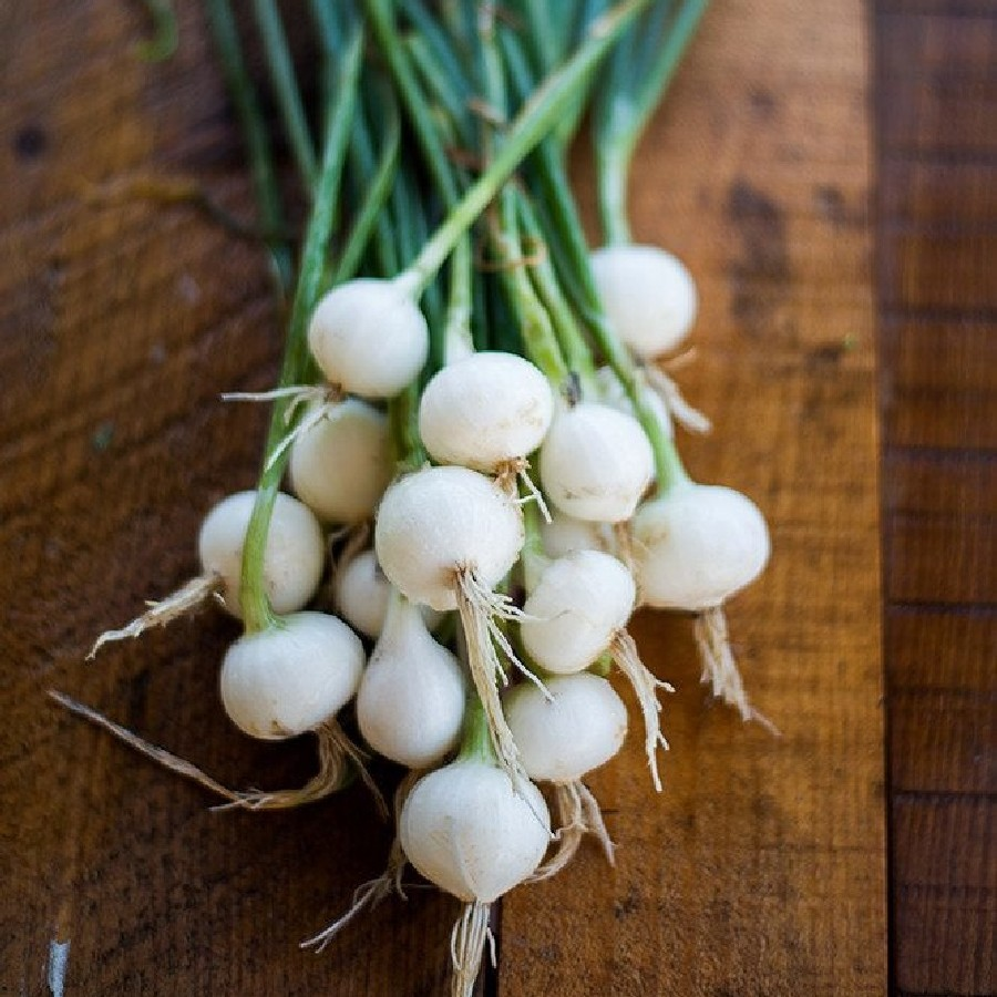 Crystal White Wax Pearl Onion 150 - 2000 Seeds Pickling Cocktails High Yields!