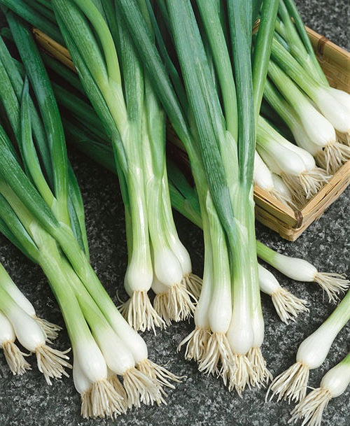 White Lisbon Bunching Onion 100 - 2000 Seeds Green Scallions Spring Salad Garden