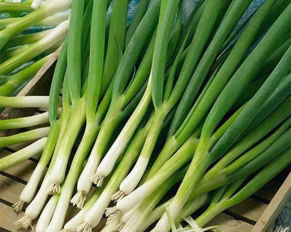 White Lisbon Bunching Onion 100 - 2000 Seeds Green Scallions Spring Salad Garden