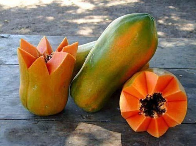 3 Live 4-7 inch Maradol Papaya Seedlings Caribbean Red Sunrise Plant Fruit Tree