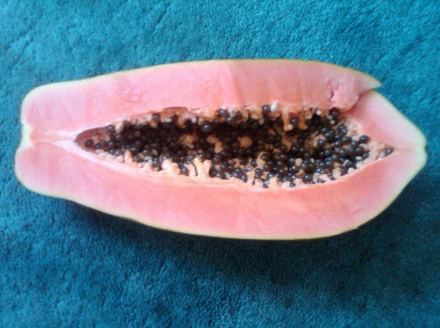 1 Live 17 – 22" inch Plant Maradol Meradol Papaya Caribbean Red Sunrise Big Fruit