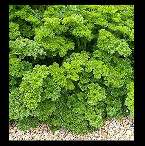 Triple Moss Curled Parsley 150 - 2000 Seeds Curly Herbs Garnish Cold Hardy!