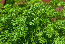 Triple Moss Curled Parsley 150 - 2000 Seeds Curly Herbs Garnish Cold Hardy!