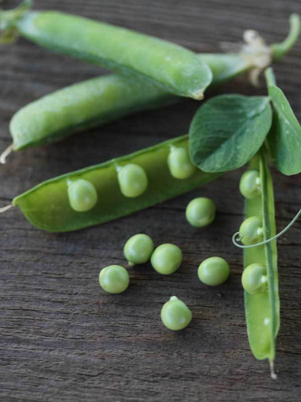 Peas Alaska 8oz - 1 Lb Seeds Heirloom Healthy MicroGreens Fast growing Alaskan Garden