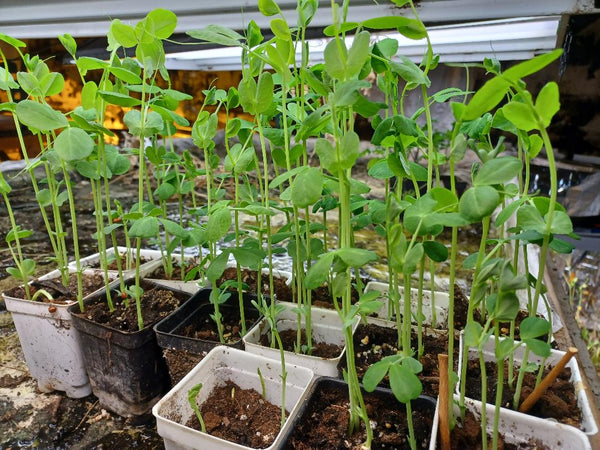 ADD ON $9 shipped 3 (9-12) Live 5 - 8" inch Seedlings Peas Alaska Heirloom Green Healthy Alaskan Garden