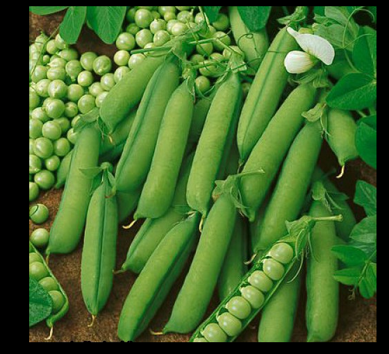Peas Alaska 8oz - 1 Lb Seeds Heirloom Healthy MicroGreens Fast growing Alaskan Garden