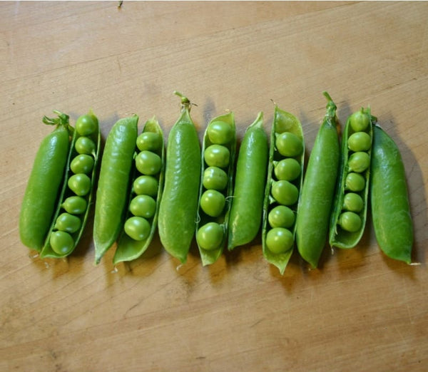 Early Frosty Peas Garden Peas 10 Seeds - 1 LB Cold Hardy Short season thriver!