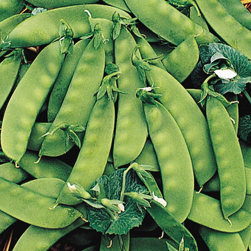 Oregon Sugar Pod II Peas 8 Oz - 1 LB Seeds SNOW PEA Heirloom Garden Non GMO