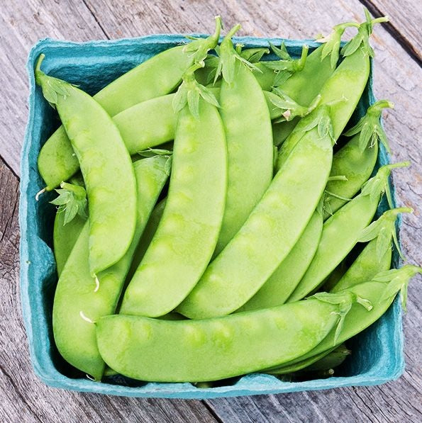 Oregon Sugar Pod II Peas 8 Oz - 1 LB Seeds SNOW PEA Heirloom Garden Non GMO