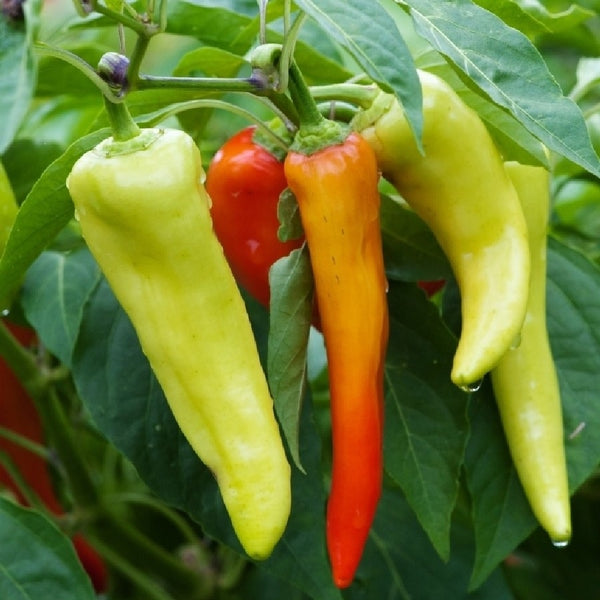 Sweet Banana Pepper 20 - 100 - 400 Seeds Heirloom mild great flavor pickled & salads!