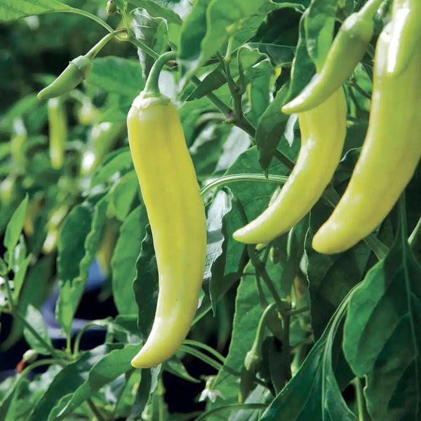 Sweet Banana Pepper 20 - 100 - 400 Seeds Heirloom mild great flavor pickled & salads!