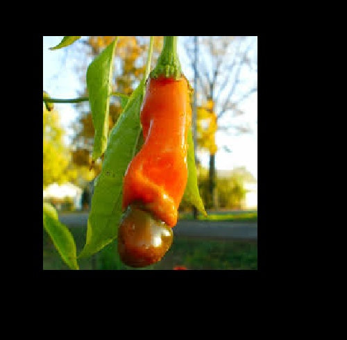 1 Live 17 – 22" inch Plant Red Peter Pepper Very Hot XXX Hilarious & Unique!