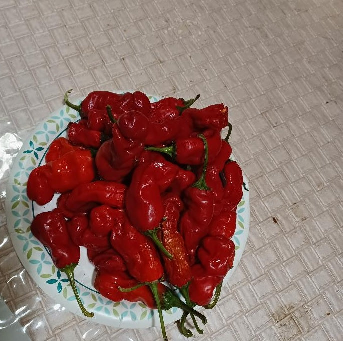 10 seeds red Peter Pepper Heirloom Very Hot XXX rare chili hilarious & unique gift!