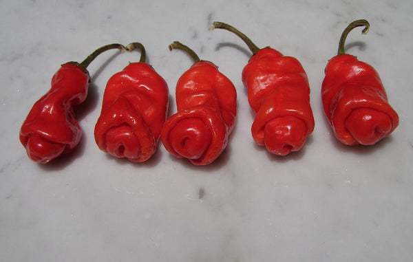 10 seeds red Peter Pepper Heirloom Very Hot XXX rare chili hilarious & unique gift!