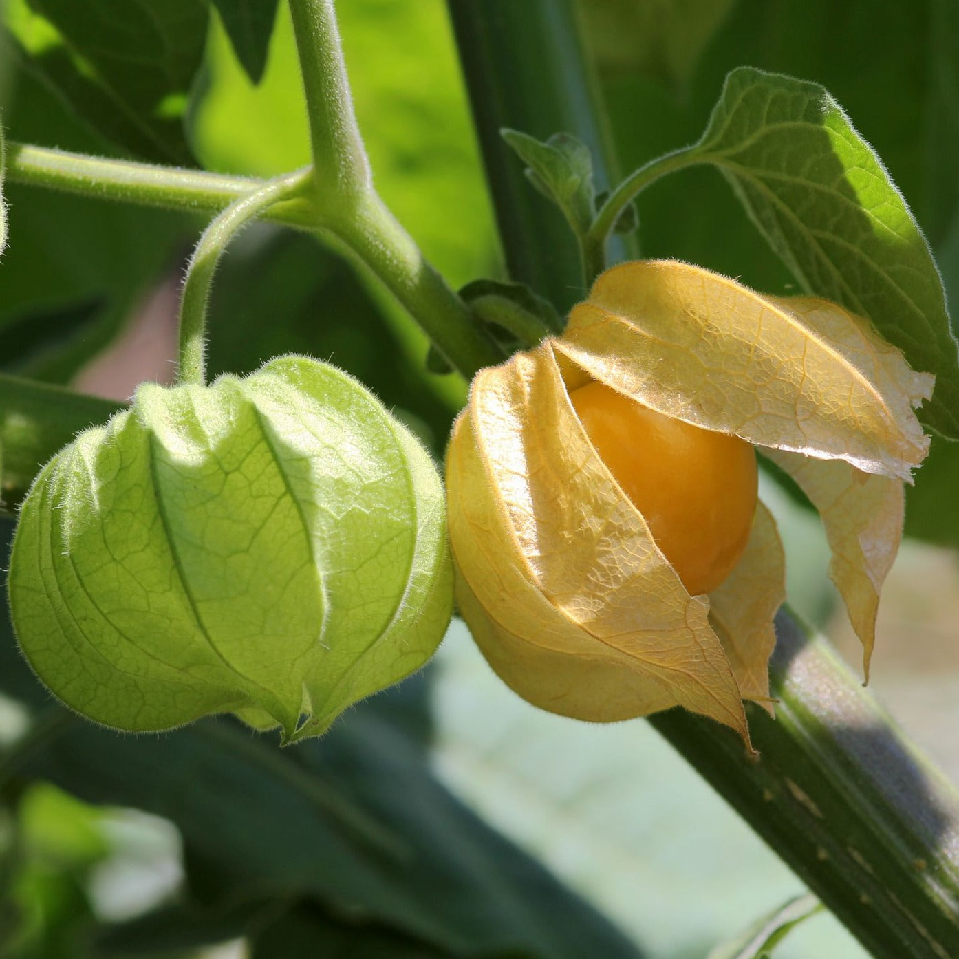 PRE ORDER 3 Live 4 – 7 inch Seedlings Husk Ground Cherry (Cape Gooseberry) Tart Superfood
