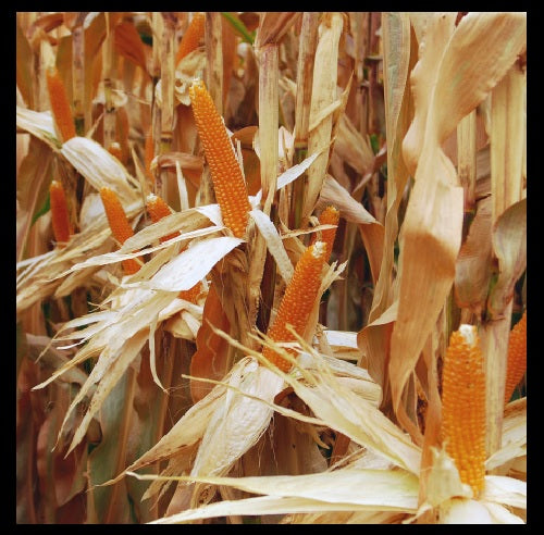 South American Yellow Popcorn 15 - 1400 1/2 Lb Seeds aka Dynamite Heirloom