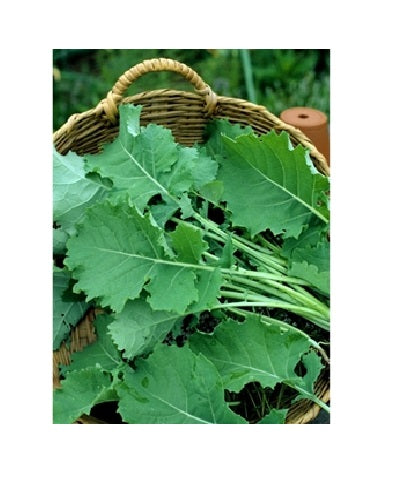 1000 seeds PREMIER Kale Compact Vigorous Leaves 1' long! Cold hardy Heirloom