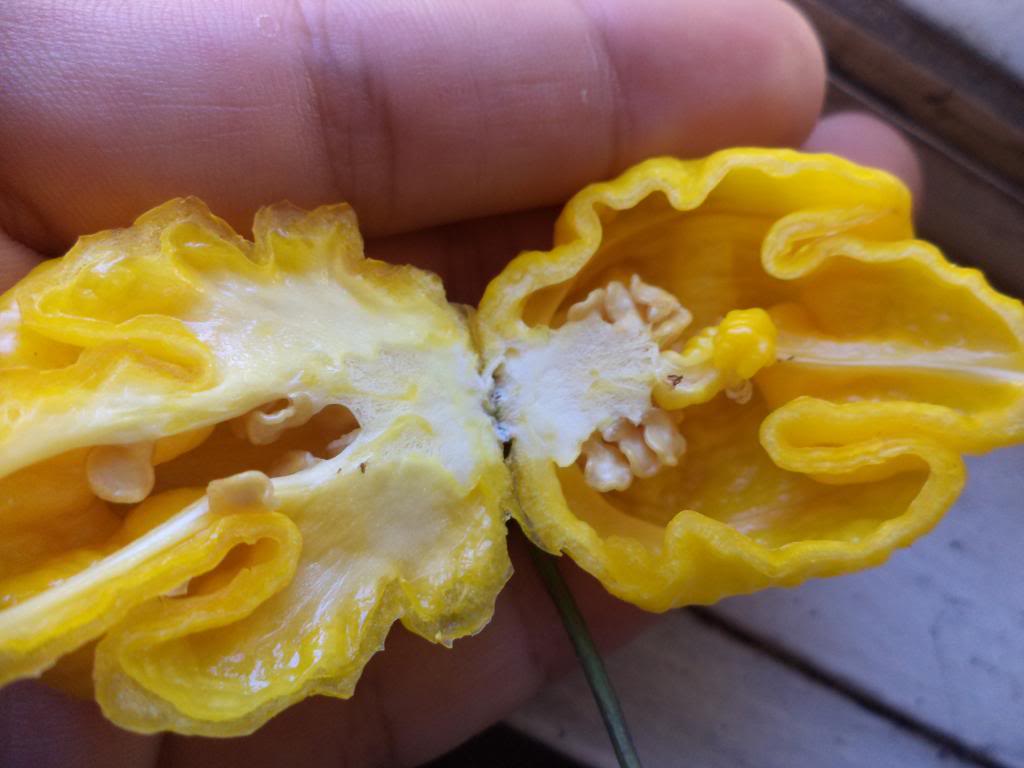 Yellow PRIMO SuperHot Chili Pepper 15 Seeds Extreme RARE Guinness World Record
