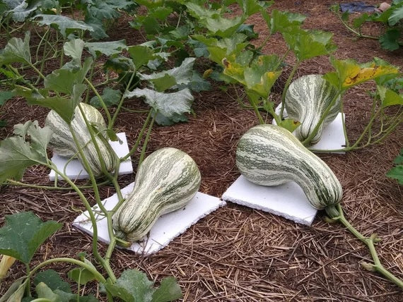 Cushaw Green Striped Pumpkin 10 - 575 Seeds Tennessee Sweet Potato Squash Gourd