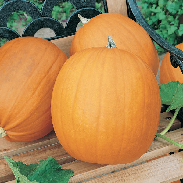JACK-O-LANTERN Pumpkin 100 - 800 Seeds Great for Carving & Pie! Heirloom NON-GMO