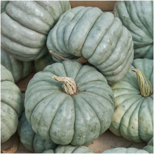 Jarrahdale Blue Pumpkin 10 Seeds Heirloom Queensland Decorative Great for Baking