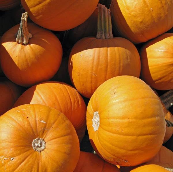 Small Sugar Pumpkin 100 - 800 Seeds best Pie or Carving prolific vines Heirloom
