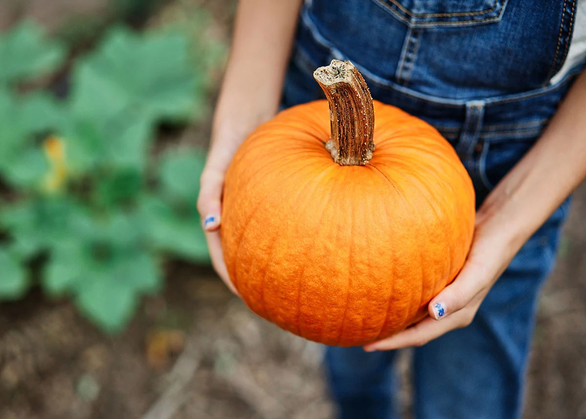 Small Sugar Pumpkin 100 - 800 Seeds best Pie or Carving prolific vines Heirloom