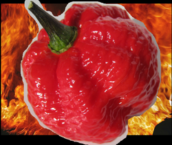 10 Seeds RED BORG Extreme Hot pepper SUPER RARE!! Naglah x Bubblegum 7 pot cross