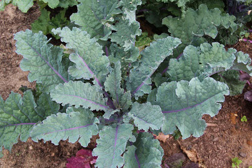 3 Live 4 - 6" inch Seedlings Red Russian Kale Very Tender Leaves Hardy Heirloom
