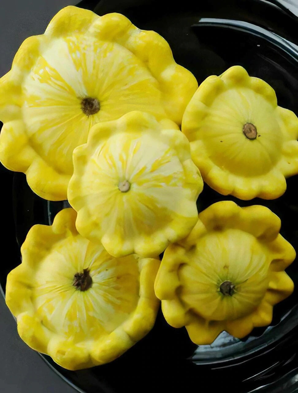PRE ORDER 3 Live 3 - 6" Seedlings Yellow Bush Summer Squash Patty Pan Scallops Golden Custard