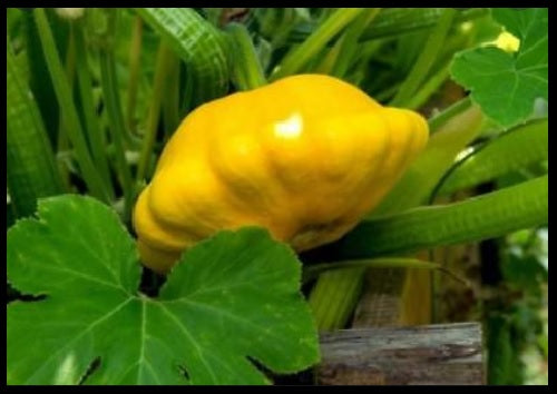 Yellow Bush Scallops 20 - 100 -700 Seeds Summer Squash Golden Custard Patty Pan